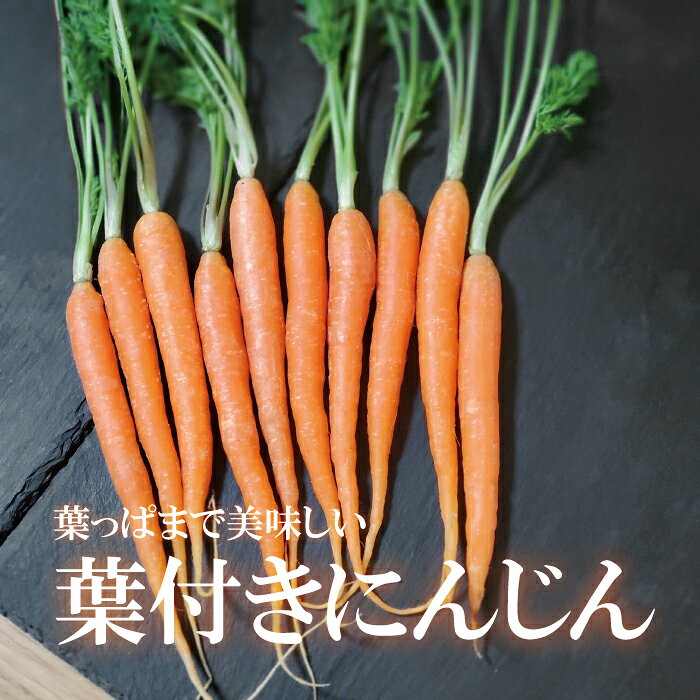 葉付きにんじん 1パック【5〜10本 葉付き人参 ニンジン お取り寄せ 単品 野菜 新鮮 インスタ映え おしゃれ　宅配　配達】 haconnect-10000126 新鮮野菜とフルーツのお店 旬屋 サンプル画像2