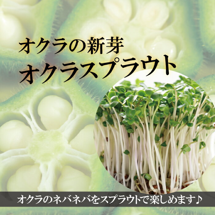オクラスプラウト 6パック おくら 新芽 発芽野菜 ネバネバ野菜 めずらしい