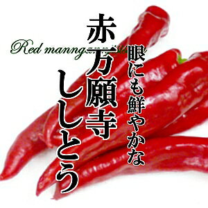 鮮やか　ほんのりと甘み　とうがらしの王様　赤万願寺ししとう　200g
