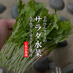 サラダ水菜　1PAC　約20g　【久保田農園　福岡産　珍しい野菜　ハーブ　野菜　】