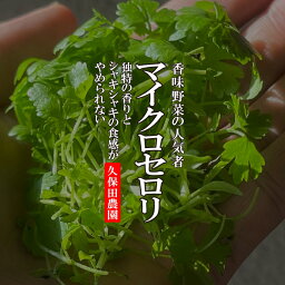 マイクロセロリ　1PAC　約15g　【久保田農園　福岡県産　飾り　あしらい　ハーブ　野菜　珍しい野菜】