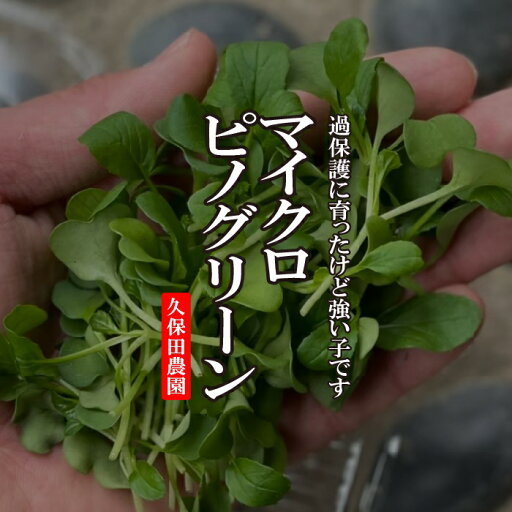 マイクロピノグリーン 1PAC(約15g)【久保田農園 福岡県産 プチピノグリーン マイクロ野菜 ハーブ 珍しい野菜 あしらい】 マイクロピノグリーン 1PAC(約15g)【久保田農園 福岡県産 プチピノグリーン マイクロ野菜 ハーブ 珍しい野菜 あしらい】