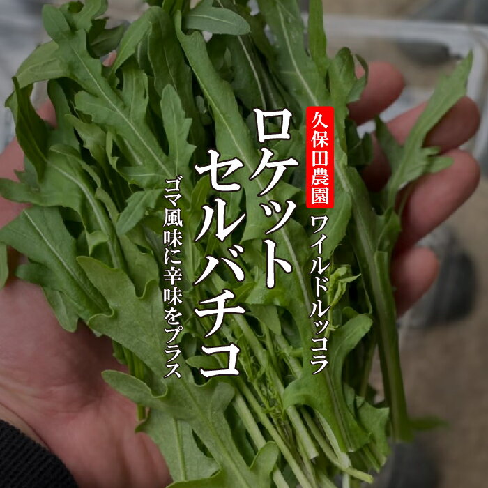 ロケットセルバチコ 1PAC （約50g）　【久保田農園　福岡産　あしらい　飾り　珍しい野菜　野菜　ハーブ】 1