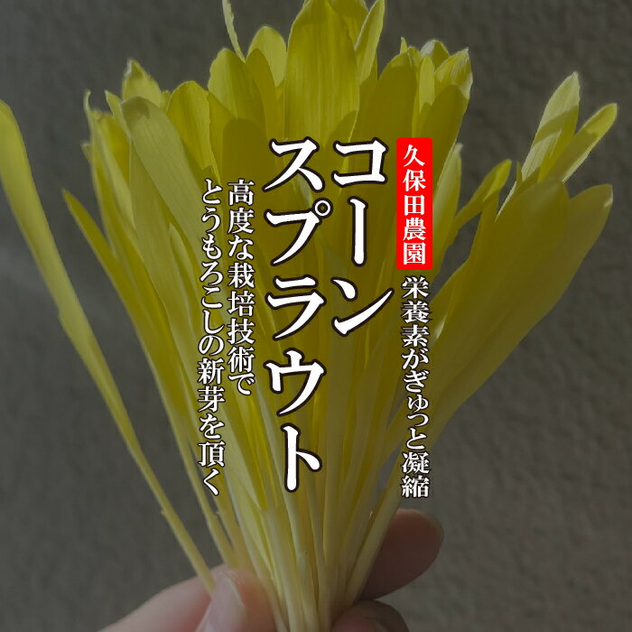 コーンスプラウト 1PAC（約15g）【福岡県産　久保田農園　野菜　ハーブ　珍しい野菜　あしらい】 haconnect-10000304 新鮮野菜とフルーツのお店 旬屋 サンプル画像2