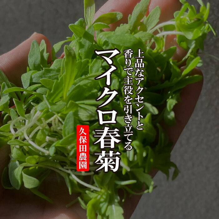 マイクロ春菊　1PAC 【久保田農園　春菊スプラウト　福岡県産　飾り　あしらい　ハーブ　野菜　珍しい野菜】