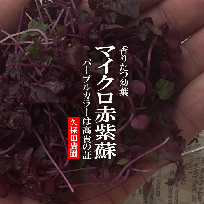 マイクロ赤紫蘇　1PAC　約15g【久保田農園　福岡産　あしらい　彩　料理　アクセント　おしゃれ】