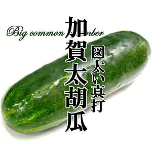 【4月～10月入荷】加賀太きゅうり 1本【 加賀太胡瓜 加賀野菜】