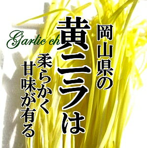 黄ニラ 1束（約50g）　【めずらしい野菜　高級食材　新鮮野菜　珍しい野菜　野菜　やさい　珍しい　変わった野菜　お…