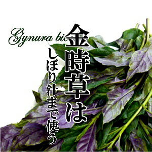 金時草 1PAC (約170g)きんじそう 水前寺菜 式部草
