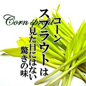 コーンスプラウト 1PAC（約15g）【福岡県産　久保田農園　野菜　ハーブ　珍しい野菜　あしらい】 1