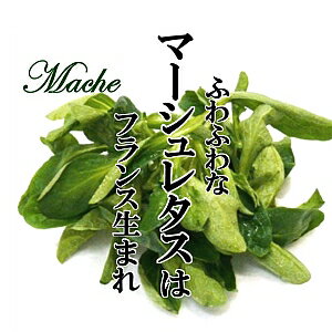 マーシュレタス1PACノヂシャコーンサラダサラダめずらしい野菜
