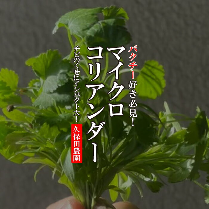 マイクロコリアンダー　1PAC　約15g【久保田農園　福岡県産　パクチー　コリアンダー　野菜　珍しい野..