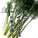 ミニフェンネル 1PACういきょう ウイキョウ ハーブ 香味野菜 フレッシュ 新鮮野菜をお届けします！魚料理と相性のいい香味野菜で、甘い香りの糸状の葉が特徴です。 2