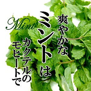 ミント 1PAC ハーブ【お取り寄せ 単品 野菜 美味しい おいしい 大阪産 国産 国内産 日本産 新鮮】