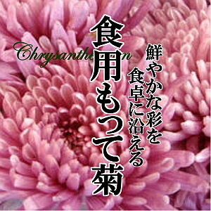 食用もって菊 1PAC 食用菊 鮮やか 華やか カラフル インスタ映え 新鮮野菜をお届けします！ 2