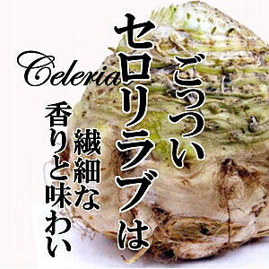 【送料無料】セロリラブ　約1kg　【セロリアック　根セロリ　新鮮野菜　珍しい野菜　野菜　やさい　珍しい　変わった野菜　おいしい　インスタ映え　綺麗　彩　あしらい　飾り　アクセント　料理】