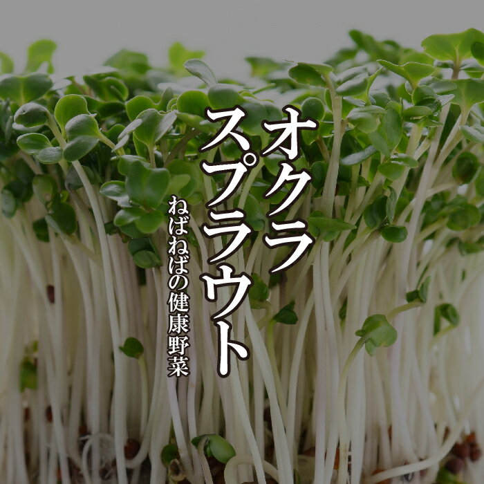 オクラスプラウト 6パック おくら 新芽 発芽野菜 ネバネバ野菜 めずらしい
