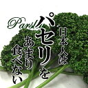 パセリ 1PAC (オランダ芹 香味野菜 美歌民 鉄 銅 食物繊維 彩 新鮮野菜)