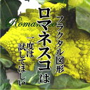 ロメネスコ 1個 めずらしい野菜 インスタ映え 美味しい野菜をお届けします！ コリコリとした食感で、茹でたり、炒めたり、スープやパスタにもよく合います。 2