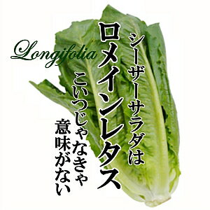 ロメインレタス　1〜12個【お取り寄せ 単品 野菜 葉菜 国内産 日本産 国産 新鮮 みずみずしい シャキシ..