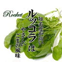 ルッコラ 1PAC（約40g）【ロケット 香味野菜 サラダ　新鮮野菜　珍しい野菜　野菜　やさい　珍しい　変わった野菜　おいしい　インスタ映え　綺麗　彩　あしらい　飾り　アクセント　料理】 1