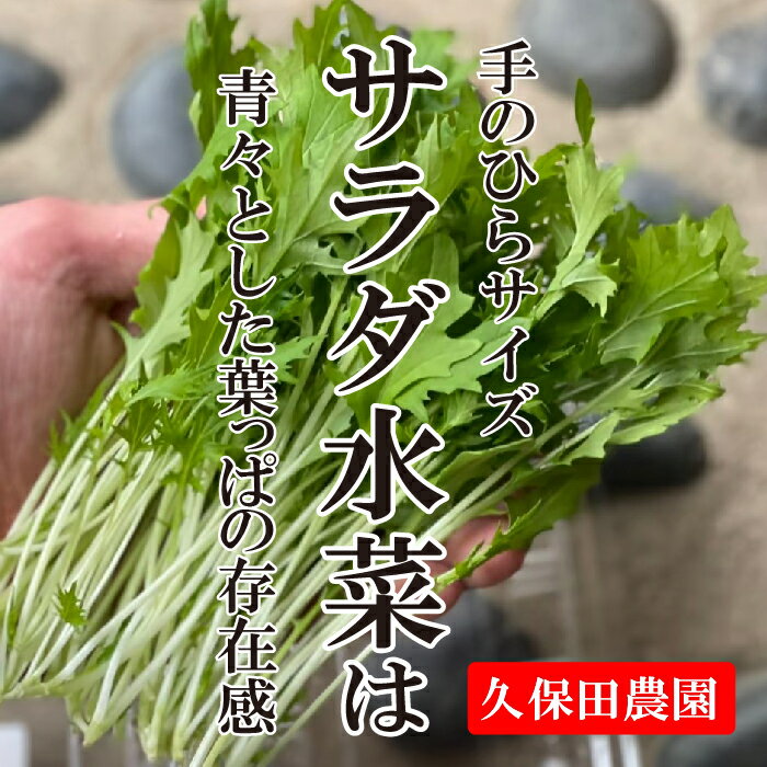 サラダ水菜　1PAC　約20g　【久保田農園　福岡産　珍しい野菜　ハーブ　野菜　】