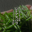 シーアスパラ 1PAC(約30g)【野菜 珍しい野菜 高級野菜 野菜 新鮮野菜 珍しい野菜 野菜 やさい 珍しい 変わった野菜 おいしい インスタ映え 綺麗 彩 あしらい 飾り アクセント 料理】】