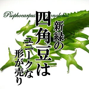 四角豆 1PAC 【 しかくまめ うりずん豆 めずらしい野菜　新鮮野菜　珍しい野菜　野菜　やさい　珍しい　変わった野菜　おいしい　インスタ映え　綺麗　彩　あしらい　飾り　アクセント　料理】のサムネイル