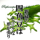 四角豆 1PAC 【 しかくまめ うりずん豆 めずらしい野菜 新鮮野菜 珍しい野菜 野菜 やさい 珍しい 変わった野菜 おいしい インスタ映え 綺麗 彩 あしらい 飾り アクセント 料理】