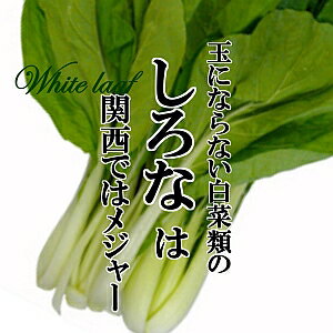 大阪しろな 1束 約200g 【おおさかしろな オオサカシロナ 天満菜】