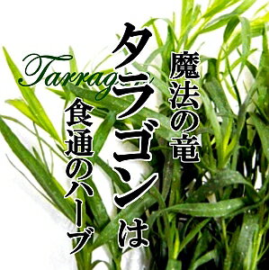 class="img-box"> タラゴン 1PAC エストラゴン ハーブ 新鮮野菜をお届けします！ 甘くさわやかな香りで、肉や魚の臭みを和らげてくれます。 2