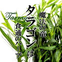 タラゴン 1PAC 【エストラゴン ハーブ　新鮮野菜　珍しい野菜　野菜　やさい　珍しい　変わった野菜　おいしい　インスタ映え　綺麗　彩　あしらい　飾り　アクセント　料理】