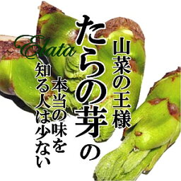 たらの芽 1パック 【タラの芽 たらめ 春 山菜 天ぷら お取り寄せ 珍しい めずらしい野菜】