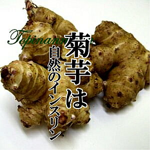 【送料無料】菊芋 約1kg 【キクイモ/ きくいも/アメリカイモ/ブタイモ/サンチョーク/エルサレム/アーティチョーク/トピナンブール】