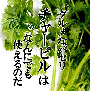 チャービル 1パック【フレンチパセリ ハーブ 人気 お取り寄せ 単品 野菜 インスタ映え おしゃれ 美味しい おいしい 新鮮】