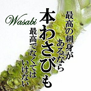 【楽天3位受賞！】本山葵／本わさび　1本（約100〜200g）【ワサビ　生わさび　刺身　そば　高級　安心 安全 国内産 日本産 美味しい おいしい おすすめ オススメ ギフト 贈り物 お試し】 新鮮で美味しい！安心・安全の野菜をお届けします。 2