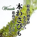 【楽天3位受賞！】本山葵／本わさび　1本（約100〜200g