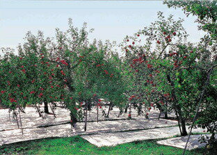 ��5�ܥݥ���ȴ����� 2/10(��)01:59�ޤǡ����븶���� ������ ���ϥ����ȿ�ͥ�������ͭ����1.5m��50m���� [2��] | �ޤȤ���� ���å����� �̼��� �̼� ����¥���� ȿ�� ͭ���ù� Ʃ���� ������ ��ȿ �⶯�� ���� ����ʪ