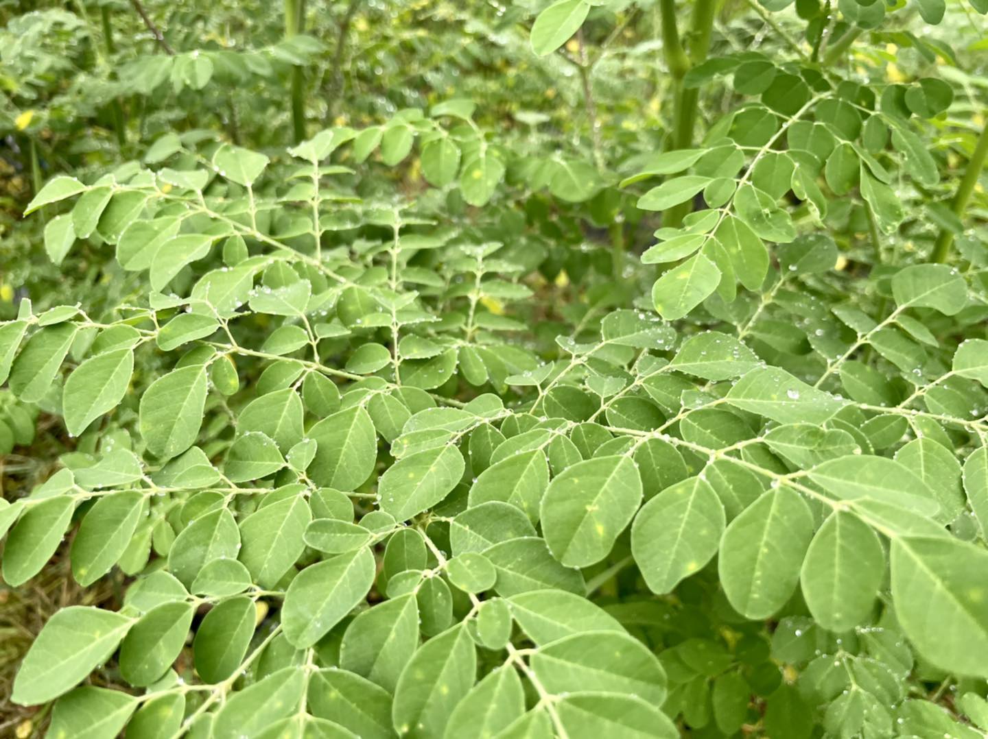 山口県産　モリンガ塩 農薬不使用　100g 2