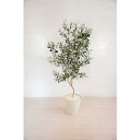 グリーンクロス　人工樹木／人工観葉植物　オリーブ　160cm　 ( 6300028788 ) （株）グリーンクロス