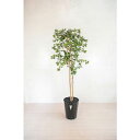 グリーンクロス 人工樹木/人工観葉植物 ガジュマル ( 6300028781 ) (株)グリーンクロス 【メーカー取寄】