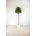 グリーンクロス 人工樹木/人工観葉植物 オリーブ 180cm ( 6300028787 ) (株)グリーンクロス 【メーカー取寄】