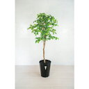 グリーンクロス 人工樹木/人工観葉植物 ナツツバキ ( 6300028784 ) (株)グリーンクロス 【メーカー取寄】