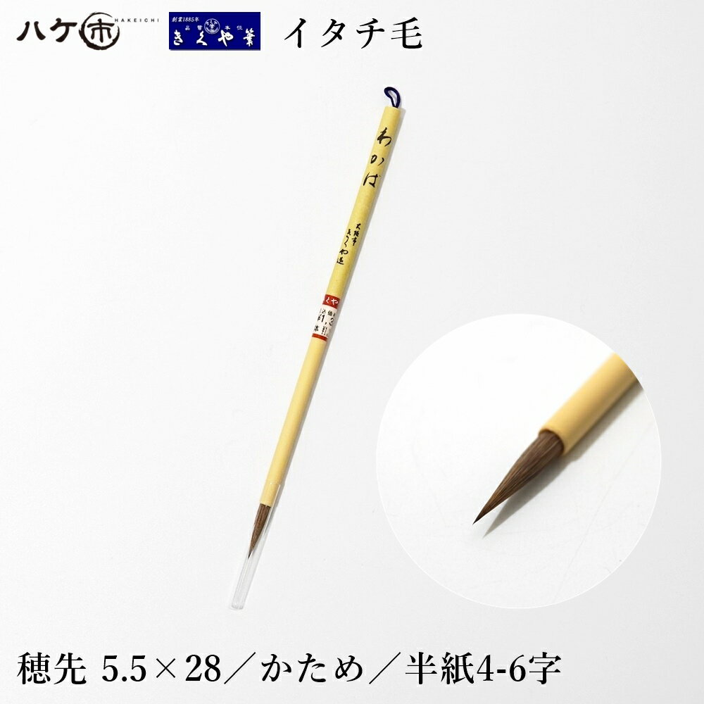 「みどり」と同じくベストセラーモデル。穂先短めで使いやすい一本です。 毛質：イタチ毛 コシ具合：かため 太さ×毛丈(mm)：5×23 販売単位：1本 ■発送について ※こちらの商品はメール便での発送となりますので、ポスト投函となります。 ※代金引換、日時指定は不可となります。 ※お荷物追跡サービスをご利用いただけます。 ※盗難や不着などの保証はございません。 ※その他商品と同梱の場合は、配送方法を変更する場合がございます。 ■きくや筆本舗とは きくや筆本舗は120年余の昔より、大阪の地で筆を中心とした書道用品取り扱いに従事しております。 大阪商人よろしく、高品質な製品を出来る限りお求め易い価格で広くご購入賜れますよう、品質本位を是として、商品をひとつひとつ大切に当方の手で梱包して皆様にお届けしております。