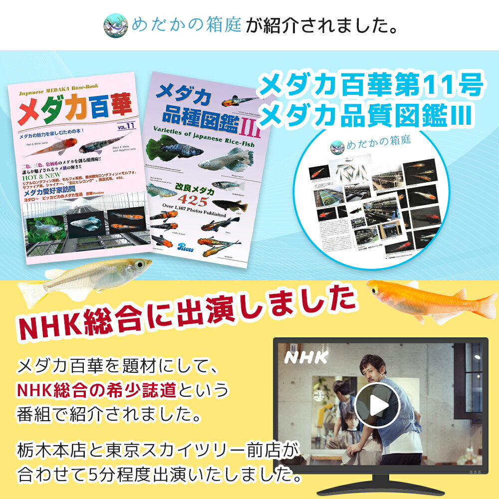 【保障2匹付き】 メダカ ハイグレードミックス 人気4種 10匹セット 送料無料 多種多色 あす楽対応 12時までの注文でその日に発送 生体 種類 めだか セット