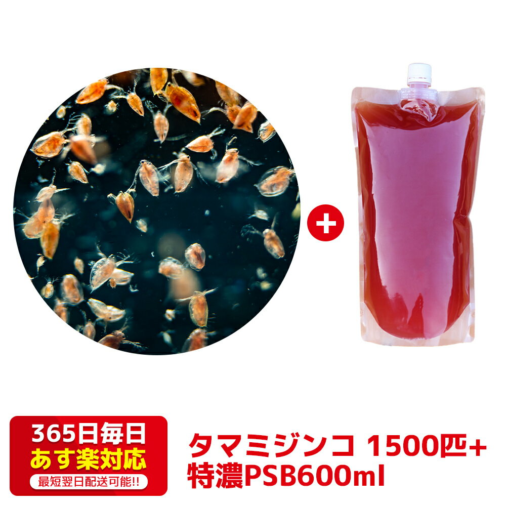 タマミジンコ1500+PSB600ml 培養セット 送料無料 針子から稚魚に最適 あす楽対応 12時までの注文でその日に発送