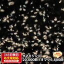 タマミジンコ 20000匹+オマケ6600匹 送料無料 針子から稚魚に最適 あす楽対応 12時までの注文でその日に発送 抜群の食いつきと栄養！