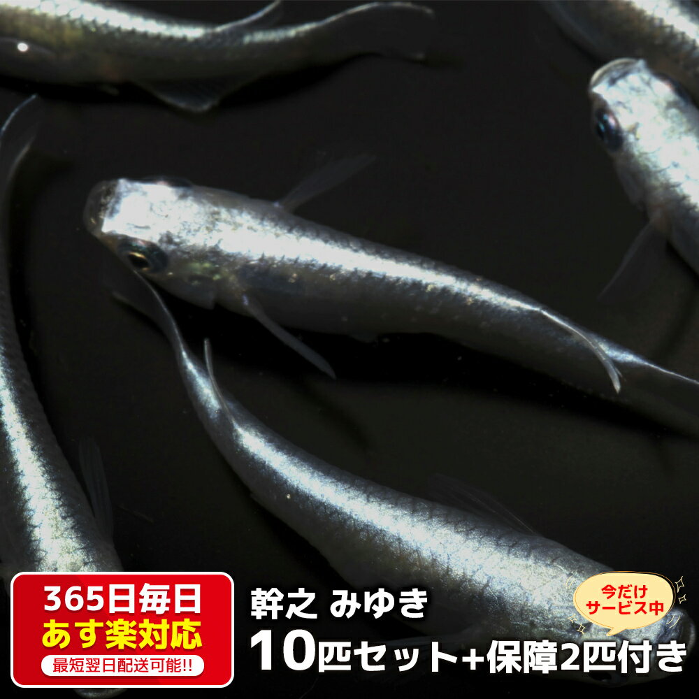 タナバタウオ　ツバメタナバタウオ 3月新入荷海水魚