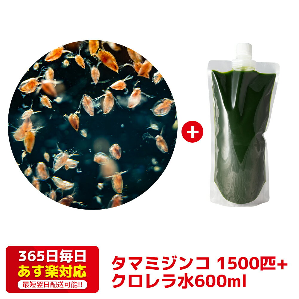 タマミジンコ 1500匹+クロレラ水600ml 培養セット 送料無料 針子から稚魚に最適 あす楽対応 12時までの注文でその日に発送