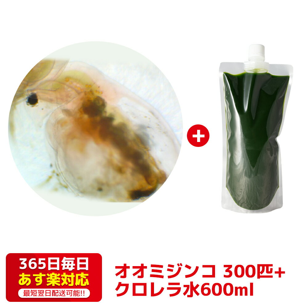 オオミジンコ300匹+クロレラ水600ml 培養セット 送料無料 針子から稚魚に最適 あす楽対応 12時までの注文でその日に発送